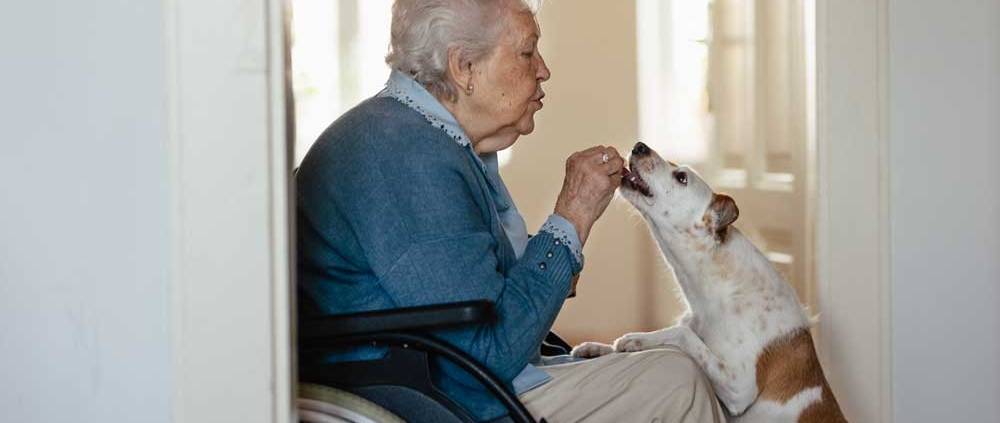 badante e animali milano